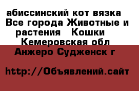 абиссинский кот вязка - Все города Животные и растения » Кошки   . Кемеровская обл.,Анжеро-Судженск г.